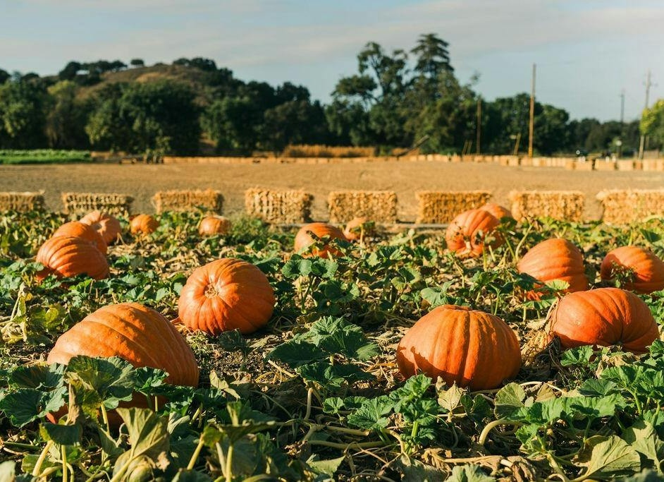 Pumpkin Patch